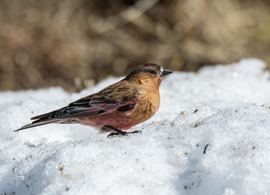 rosy finch.jpg